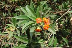 Jacquinia ruscifolia